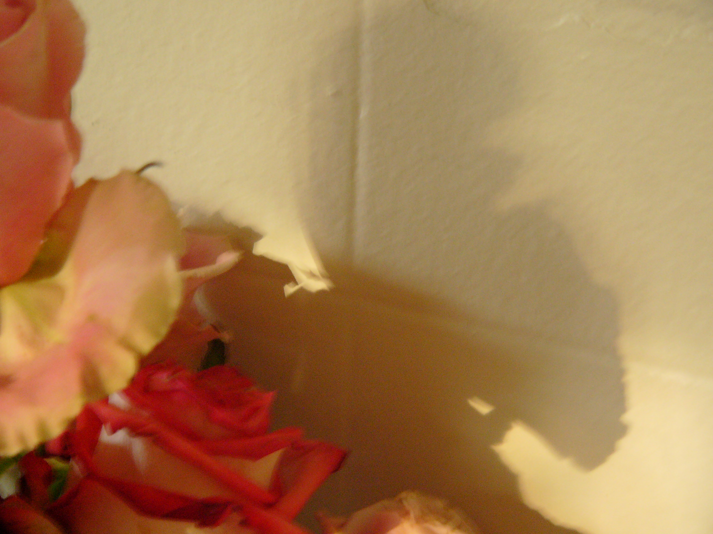lumix images 2009 0808 007.jpg